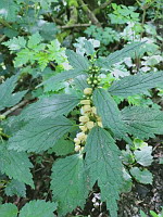 Alliaire officinale - Allaria petiolata